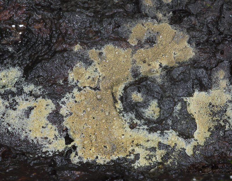 Tomentella testaceogilva
